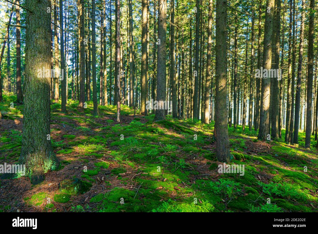 Sun beams through thick trees branches in dense green forest Stock Photo