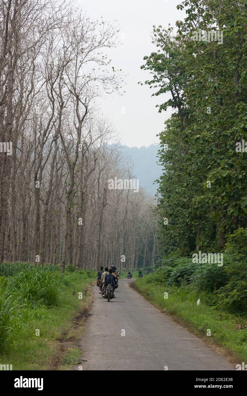 Teak forest on the way to Papuma beach, Jember. Stock Photo