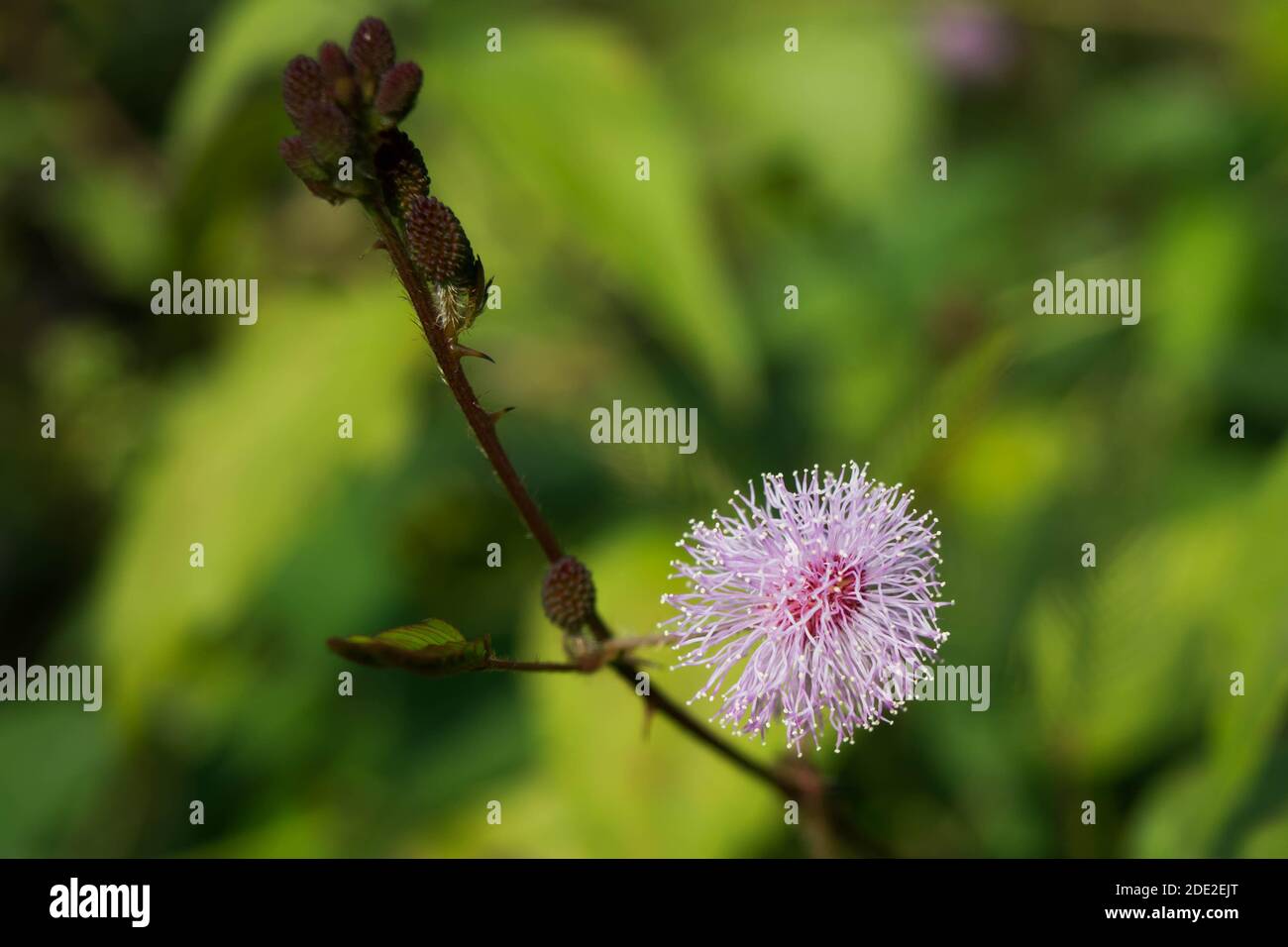 Close up of Mimosa pudica also known as shame plant or shameplant, sensitive, sleepy, action, touch-me-not, zombie plant. Stock Photo