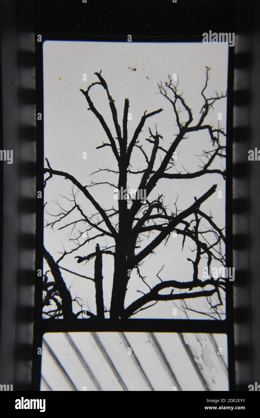 Fine 1970s vintage black and white photography of the natural beauty of ...