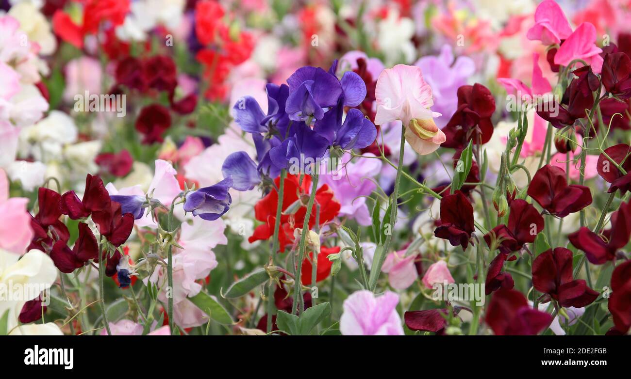 close up detail of a field of delicate fragrant blooms of sweet peas (Lathyras odoratus) in the summer sunshine Stock Photo