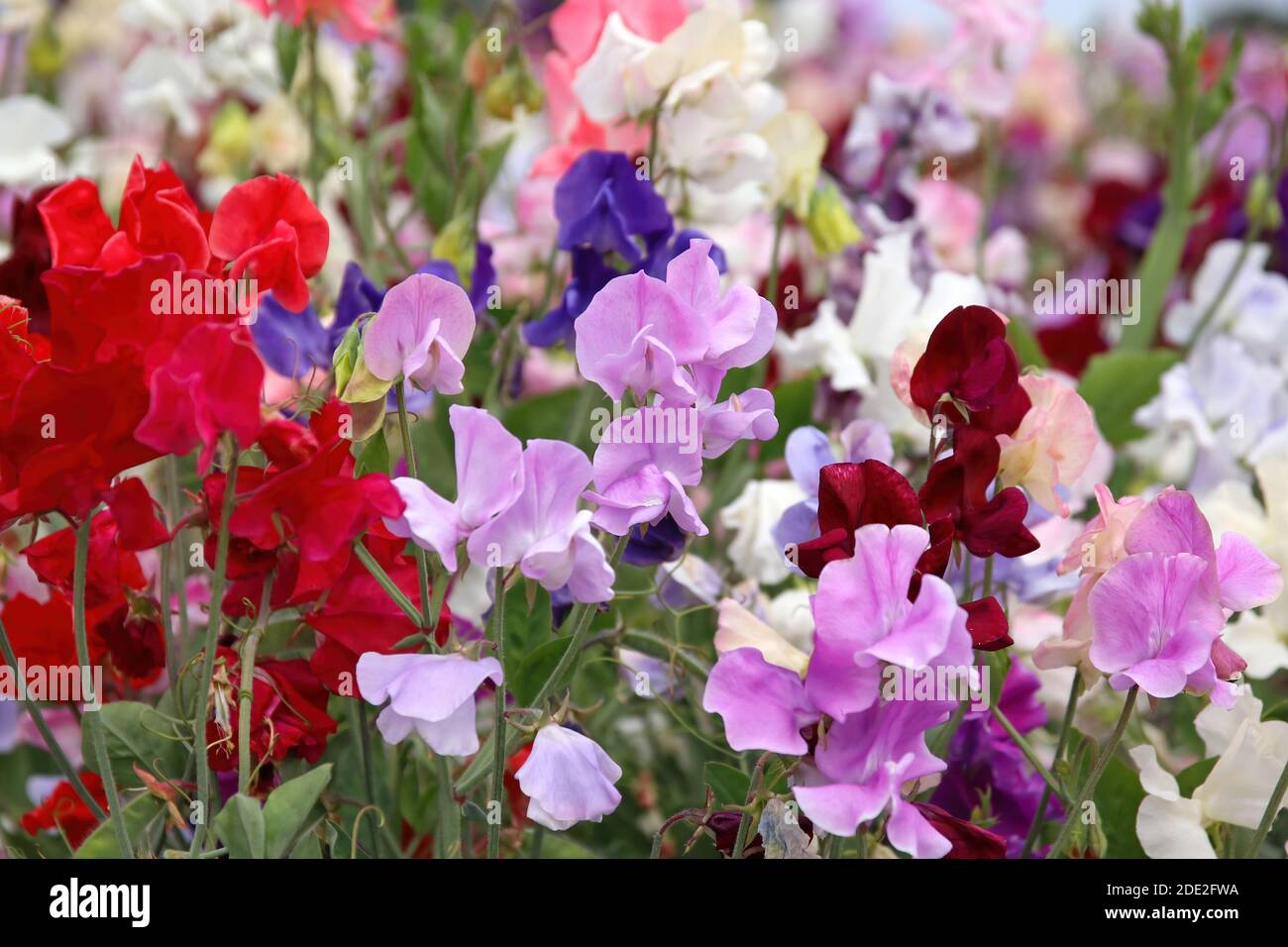 Field of beautiful  sweet peas flowers in pink, red, white and burgundy Stock Photo