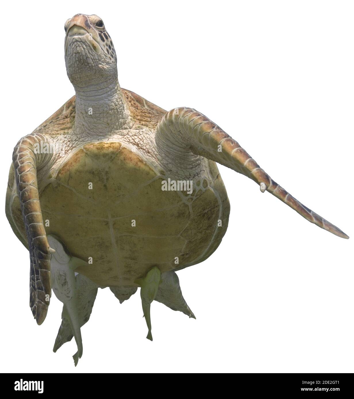 Green sea turtle isolated on white background Stock Photo - Alamy
