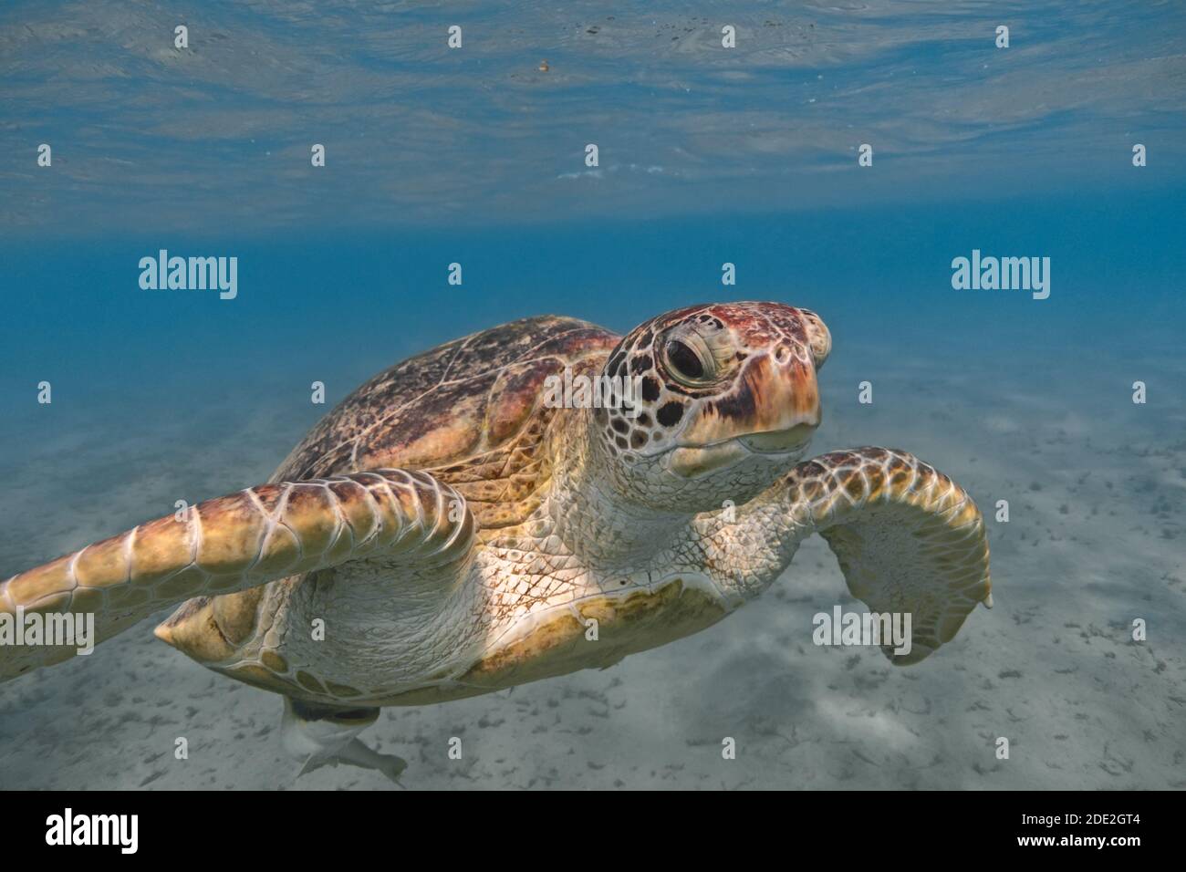 Green sea turtle swimming in the tropical sea close up Stock Photo - Alamy