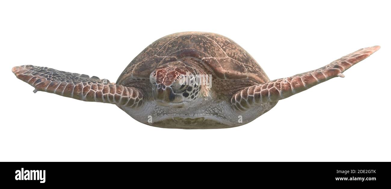 Green sea turtle isolated on white background Stock Photo