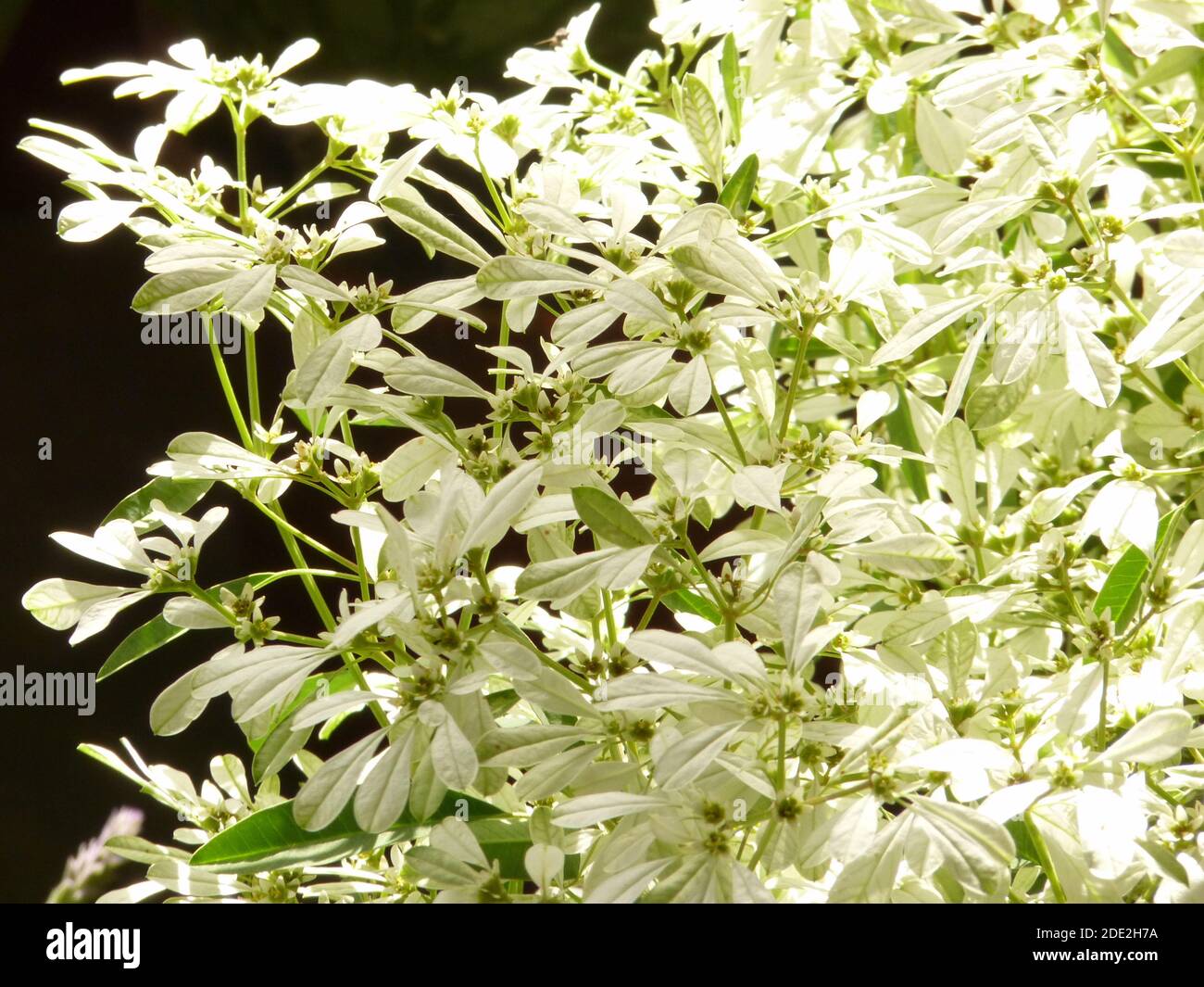 A closeup shot of bright blooming white lace euphorbia plant leaves Stock Photo