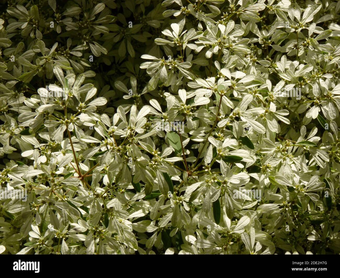 A closeup shot of bright blooming white lace euphorbia plant leaves background Stock Photo