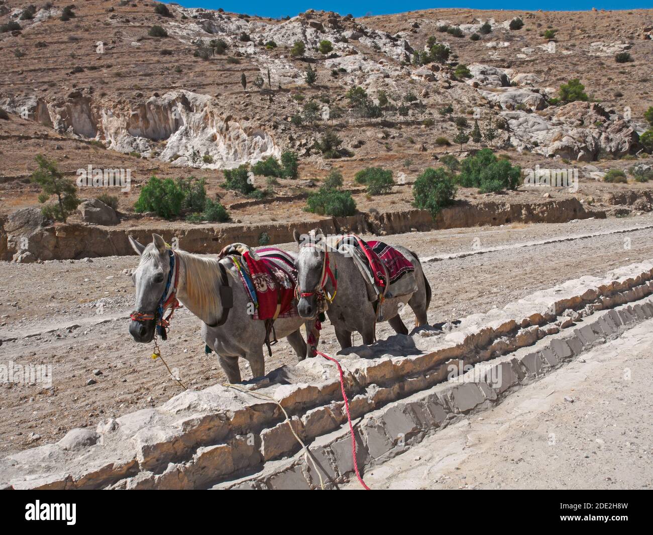 Horses on the road to the ancient Nabatean city Petra, Jordan Stock Photo