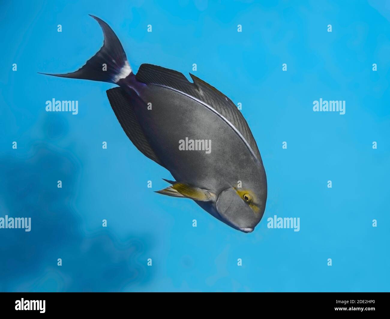 Black surgeonfish (Acanthurus gahhm) swimming in the blue sea water Stock Photo