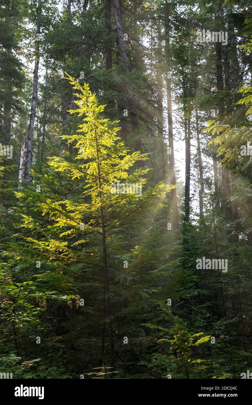 Sun shining through forest, Bull River Campground, Kootenai National Forest, Montana, USA Stock Photo