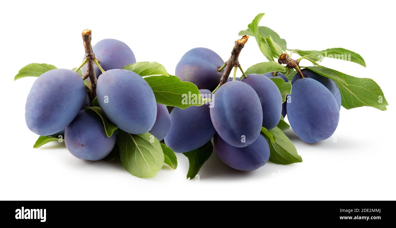 tree branches with purple plums and green leaves isolated on a white background. Stock Photo