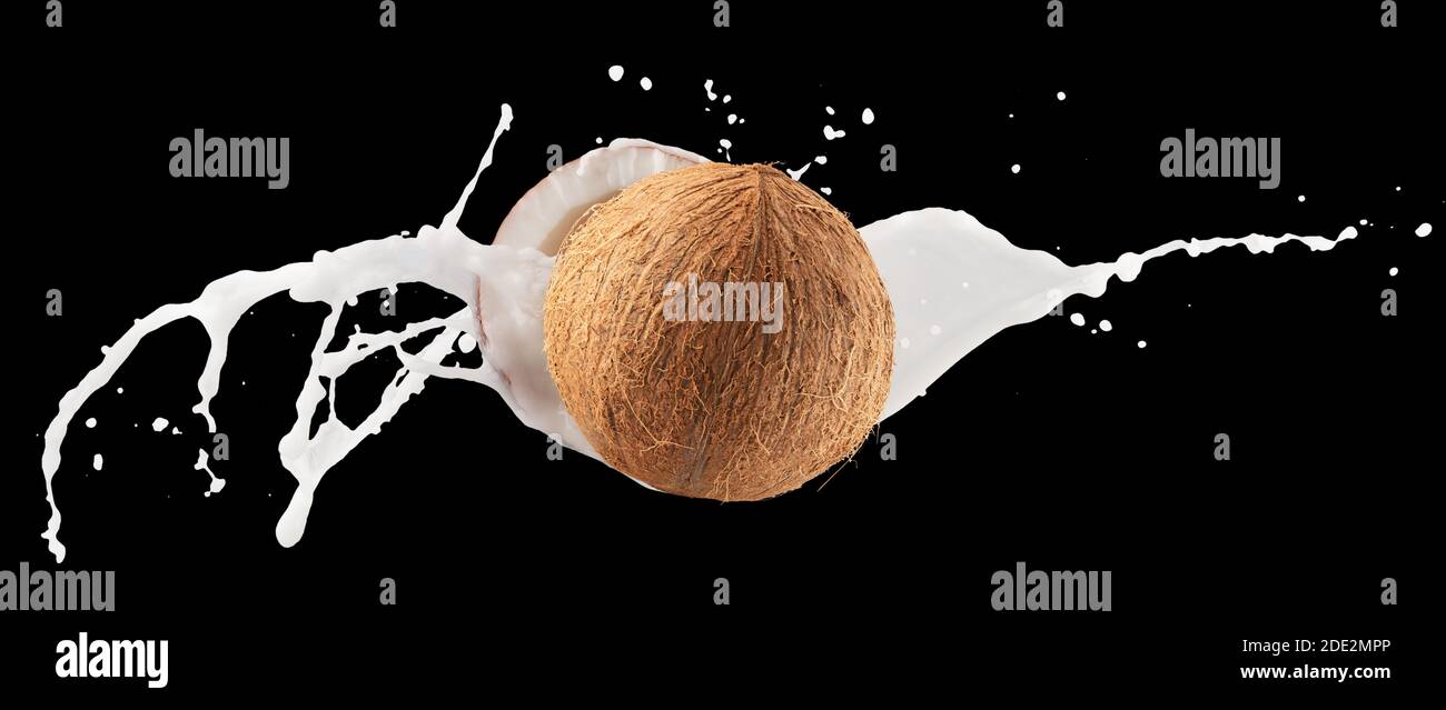 coconuts with milk splash on a black background. Stock Photo