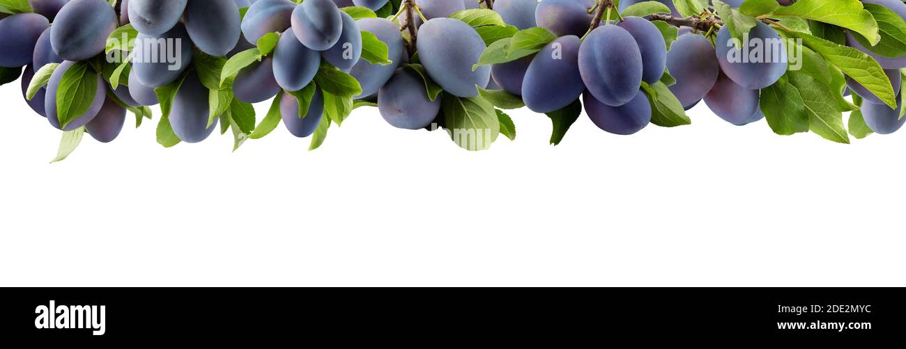 tree branch with purple plums and green leaves isolated on a white background. Stock Photo