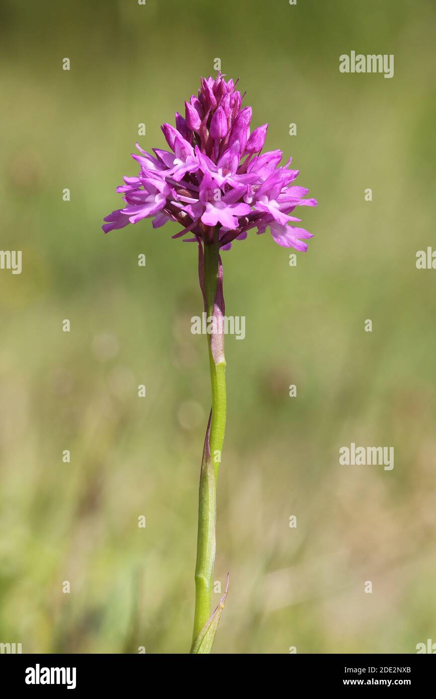 Pyramidal Orchid (Anacamptis pyramidalis) on Rough Bank Butterfly Conservation SSSI reserve, Camp, Gloucestershire, England Stock Photo