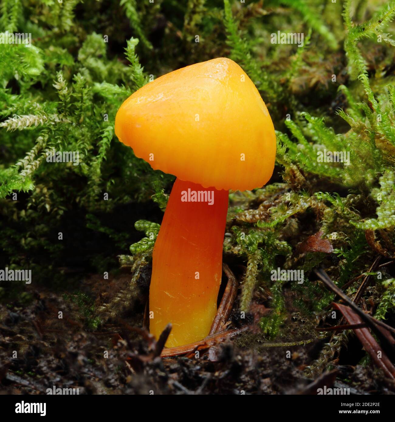 Orange Waxcap Fungus (Hygrocybe aurantiosplendens) in the Siccaridge Wood Reserve of the Gloucestershire Wildlife Trust, Sapperton, Gloucestershire Stock Photo