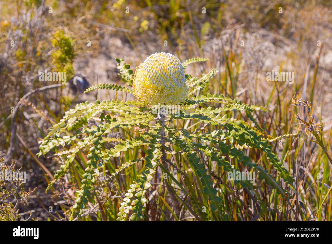 the flower of a Banksia speciosa in the Cape Le Grand National Park east of Esperance in Western Australia, view from the side Stock Photo