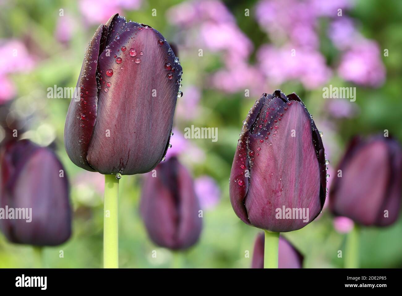 Tulip 'Queen of the night' Stock Photo