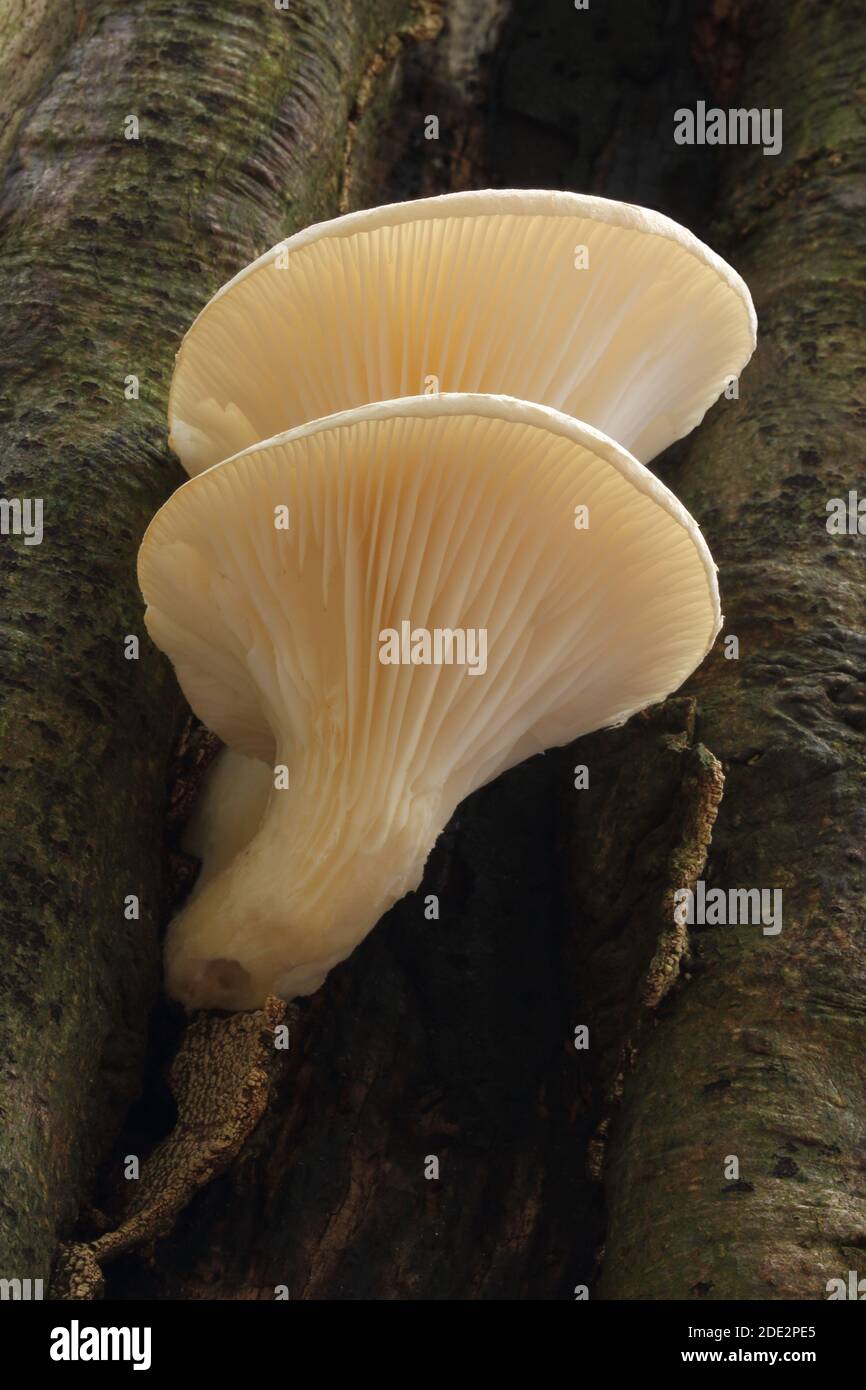 Veiled Oyster Fungus (Pleurotus pulmonarius) in the Siccaridge Wood Nature Reserve of the Gloucestershire Wildlife Trust, Sapperton, Gloucestershire Stock Photo