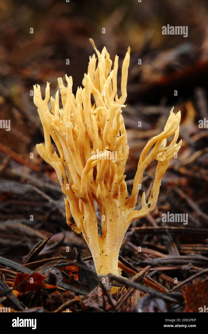 Meadow Coral Fungus (Clavulinopsis corniculata) in Siccaridge Wood Nature Reserve, Gloucestershire, England, UK Stock Photo