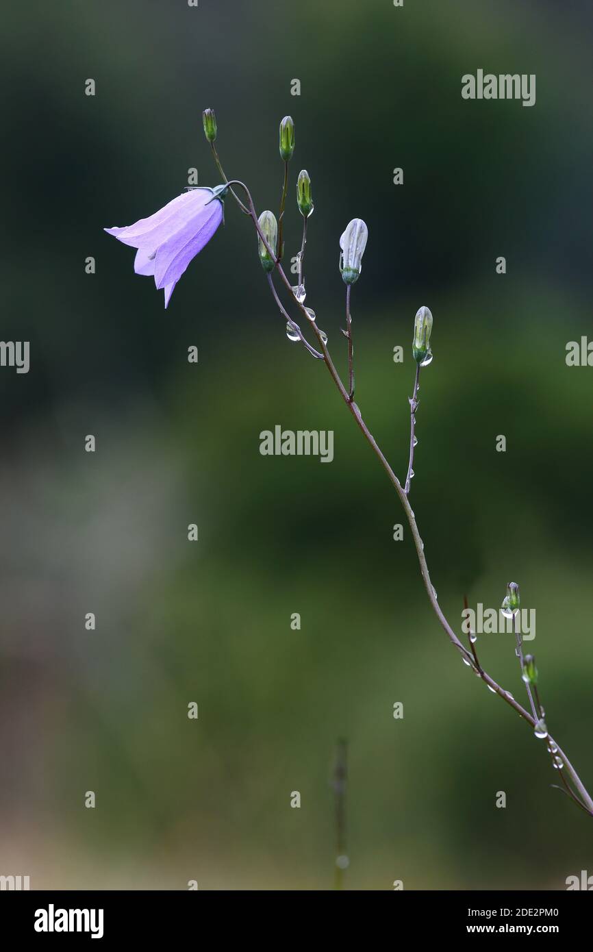 Harebell (Campanula rotundifolia) on Rough Bank Butterfly Conservation reserve at Camp, Gloucestershire Stock Photo