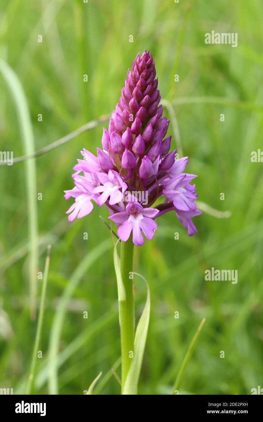 Pyramidal Orchid (Anacamptis pyramidalis) on Rough Bank Butterfly Conservation reserve (SSSI), Camp, Gloucestershire, England Stock Photo