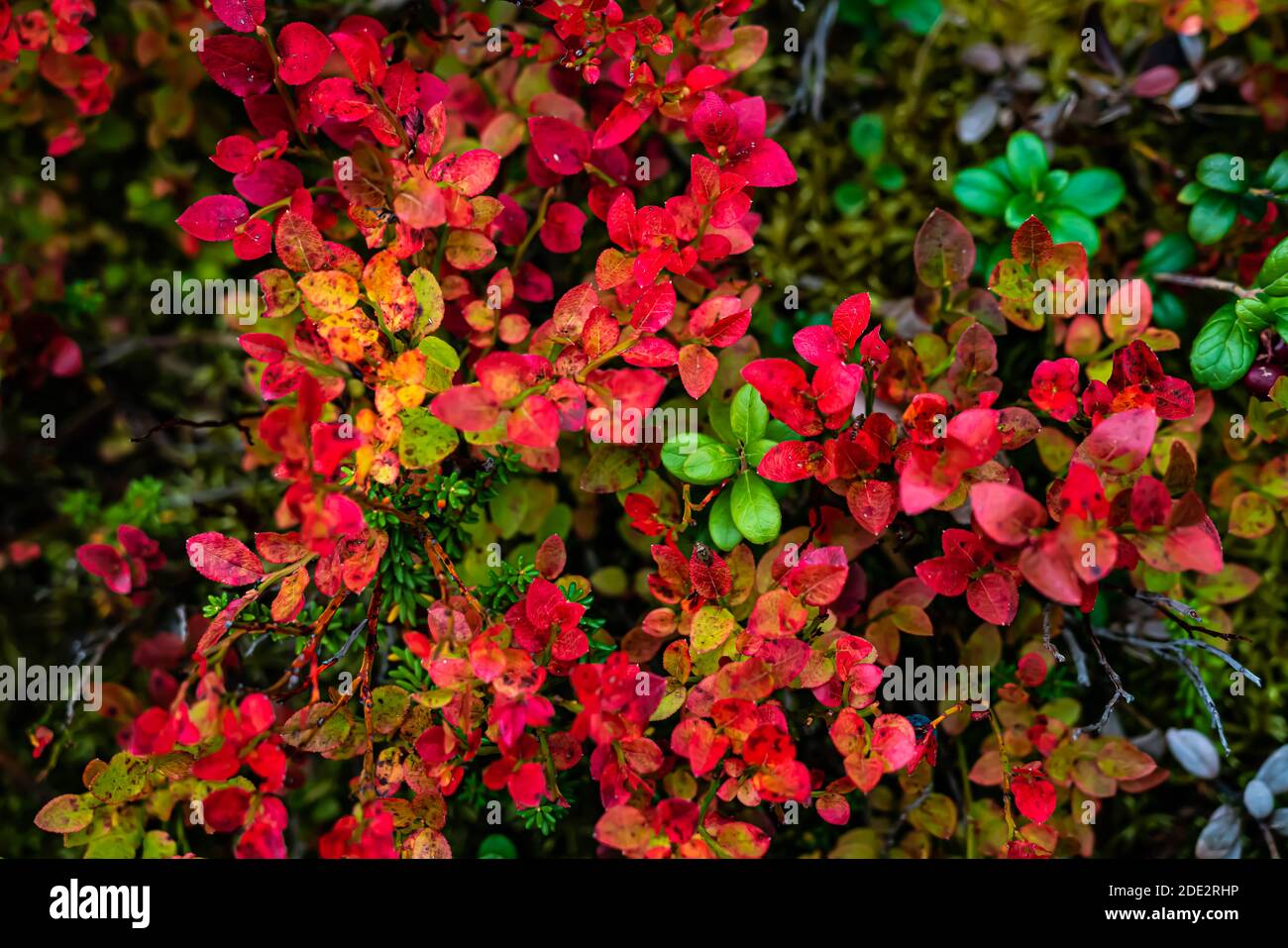 Wild blueberry shrubs on the forest floor in its fiery red autumn colors. . High quality photo Stock Photo