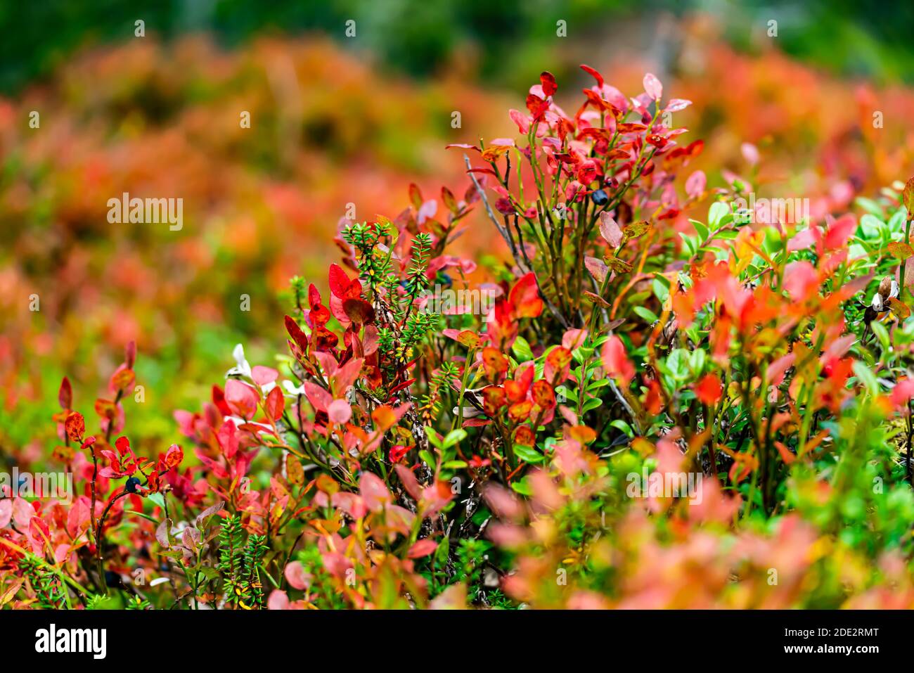 Wild forest or bog blueberry plants in red autumn leaves. . High quality photo Stock Photo