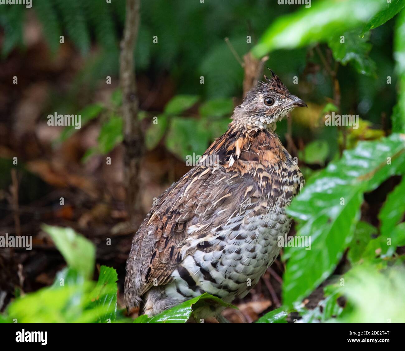 A soaking wet Ruffed Grouse, Bonasa umbellus, sitting under a tree in the rain in the Adirondack Mountains wilderness Stock Photo