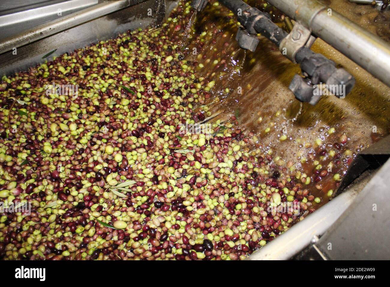 Washing olives with fresh water in olive oil mill during extra virgin ...