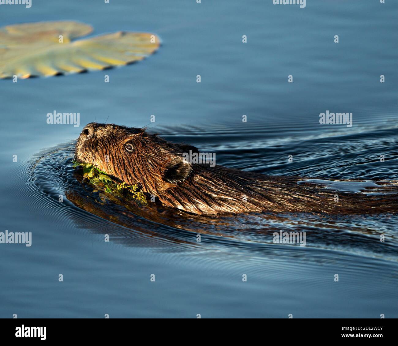 Beaver head shot close-up profile view eating grass, displaying head, ears, eyes, nose, whiskers with water lily pad background in its habitat. Image. Stock Photo