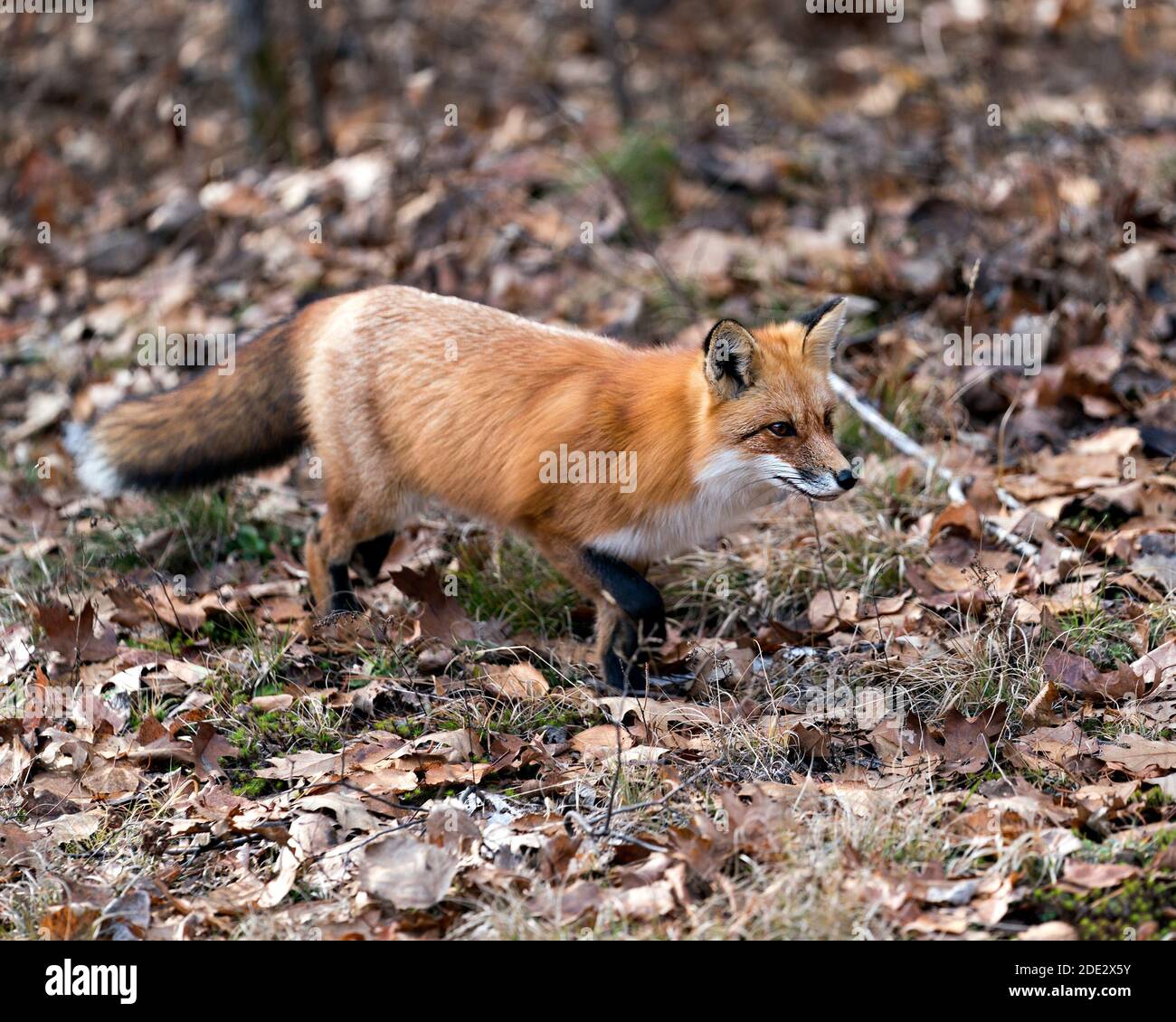 Red Fox in the forest foraging with a blur background, moss, autumn brown leaves in its environment and habitat, displaying fox tail, fox fur. Stock Photo