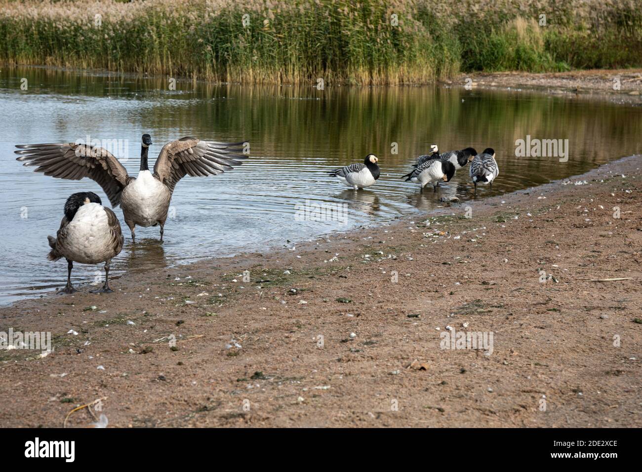 Canada geese (Branta canadensis) and barnacle geese (Branta leucopsis) at  Töölönlahti Bay in Helsinki, Finland Stock Photo - Alamy