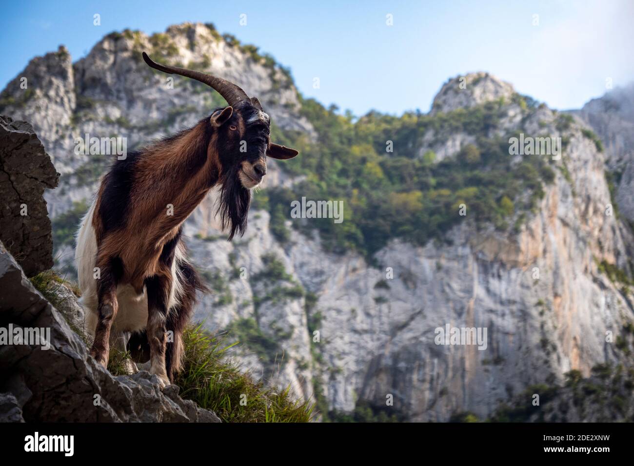 A goat in front of a mountain Stock Photo - Alamy