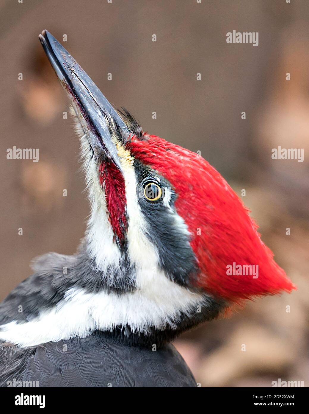 Woodpecker head shot close-up profile view with a blur background in its environment and habitat looking towards the sky. Bird head. Image. Picture. Stock Photo