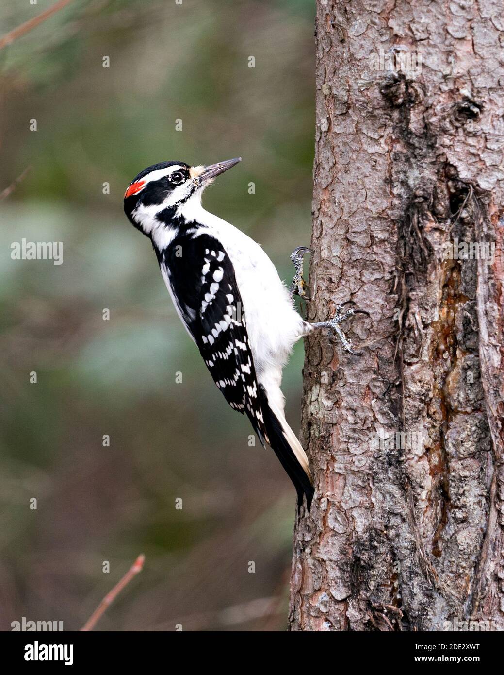 Woodpecker close-up side profile view on a tree trunk with a blur background in its environment and habitat displaying white and black feather plumage Stock Photo