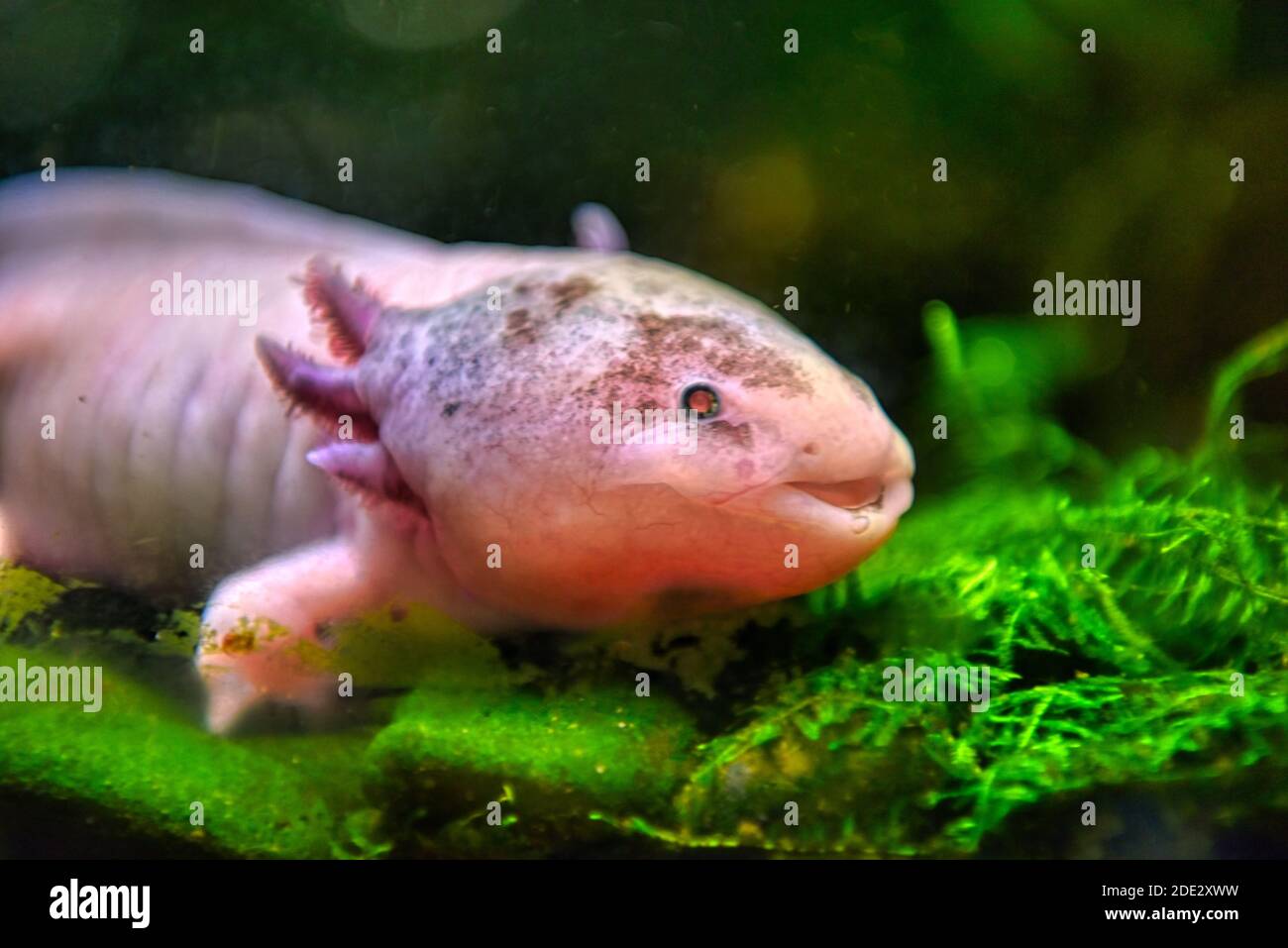What Do Axolotls Eat The Wild And Captive Diet Of An, 45 OFF