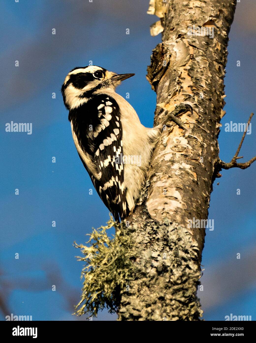Woodpecker close up profile view on a yellow birch tree trunk with a blue sky blur background in its environment and habitat displaying feathers. Stock Photo