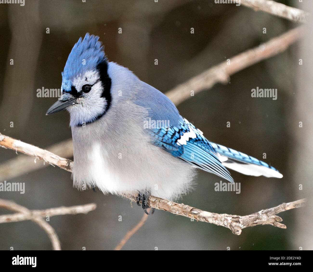 Blue Jay Stock Photos Blue Jay Perched On A Branch With A Blur Background In The Forest Environment And Habitat Image Picture Portrait Stock Photo Alamy