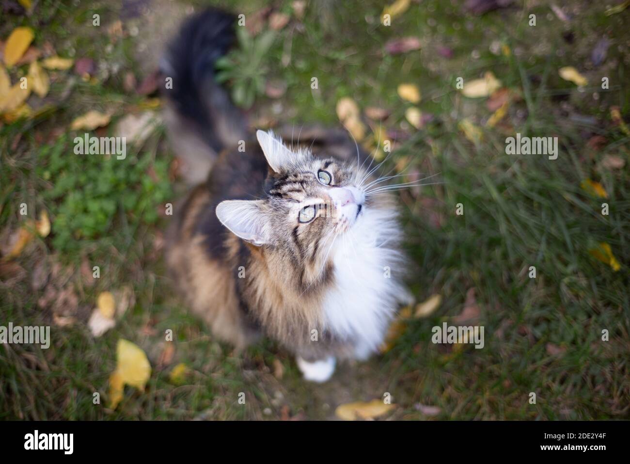 beautiful Norwegian forest cat sitting in a meadow seen from above Stock Photo