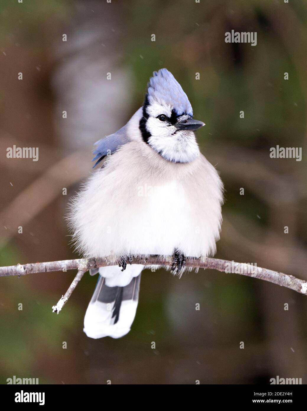 Blue Jay Stock Photos. Blue Jay perched on a branch with a blur background in the forest environment and habitat. Image. Picture. Portrait. Stock Photo