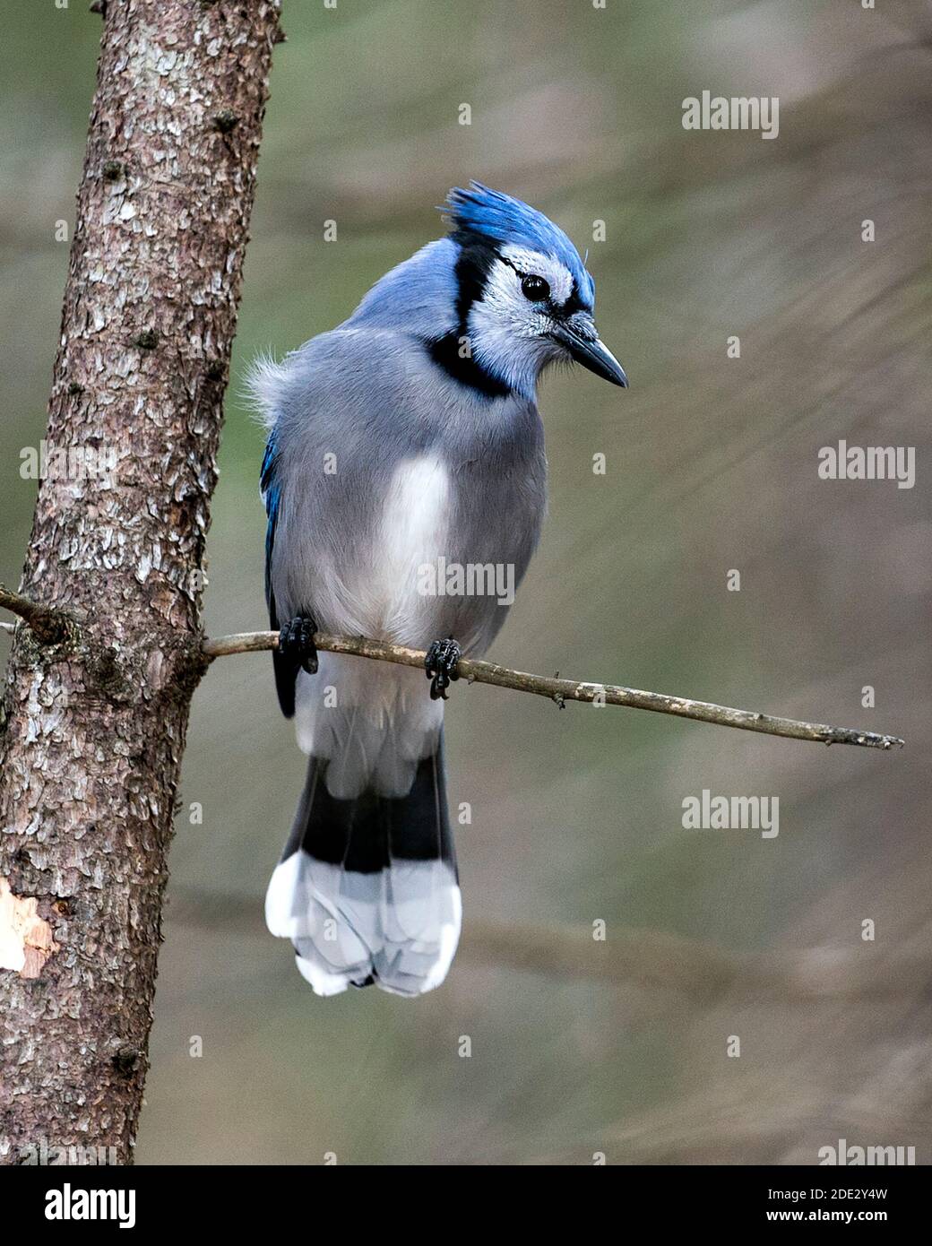 Blue Jay perched on a branch with a blur background in the forest environment and habitat. Image. Picture. Portrait. Looking to the right side. Stock Photo