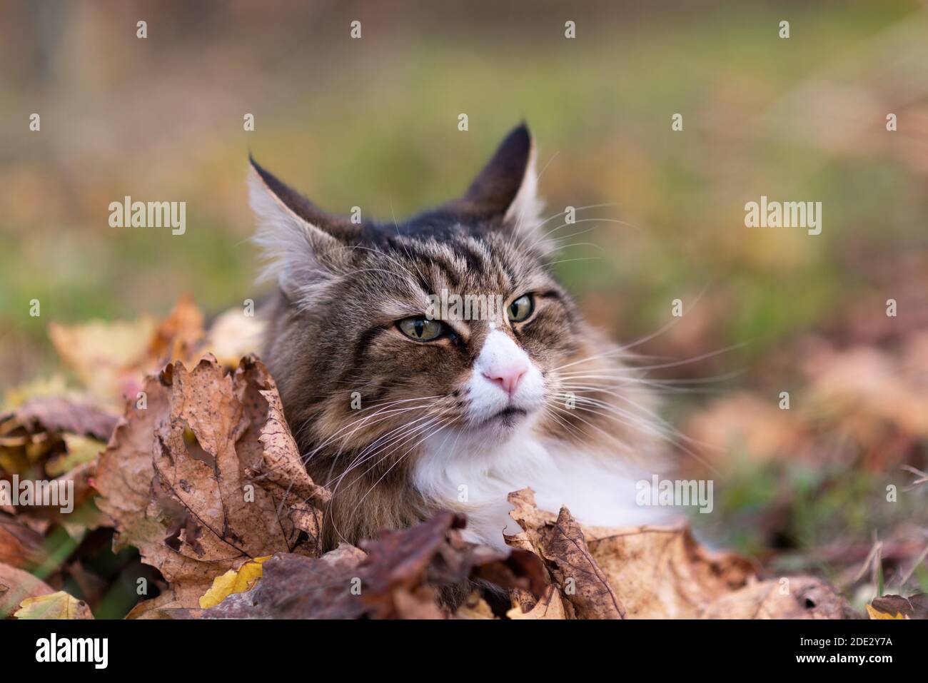 beautiful Norwegian forest cat lying in a vineyard and surrounded by grape leaves in autumn. tranquility, warm colors Stock Photo