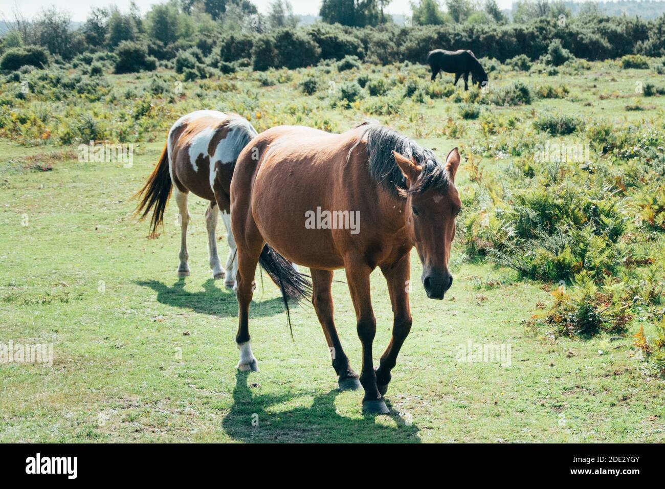 A landscape of horses grazing on the pasture on a sunny day Stock Photo ...