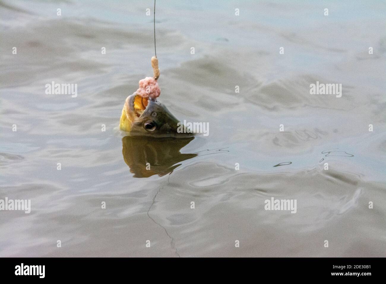 A Yellow belly Piranha is caught hanging onto a piece of fresh beef