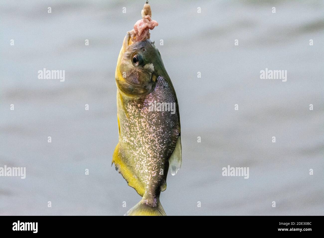 A Yellow belly Piranha is caught hanging onto a piece of fresh beef used as bait on a piece of