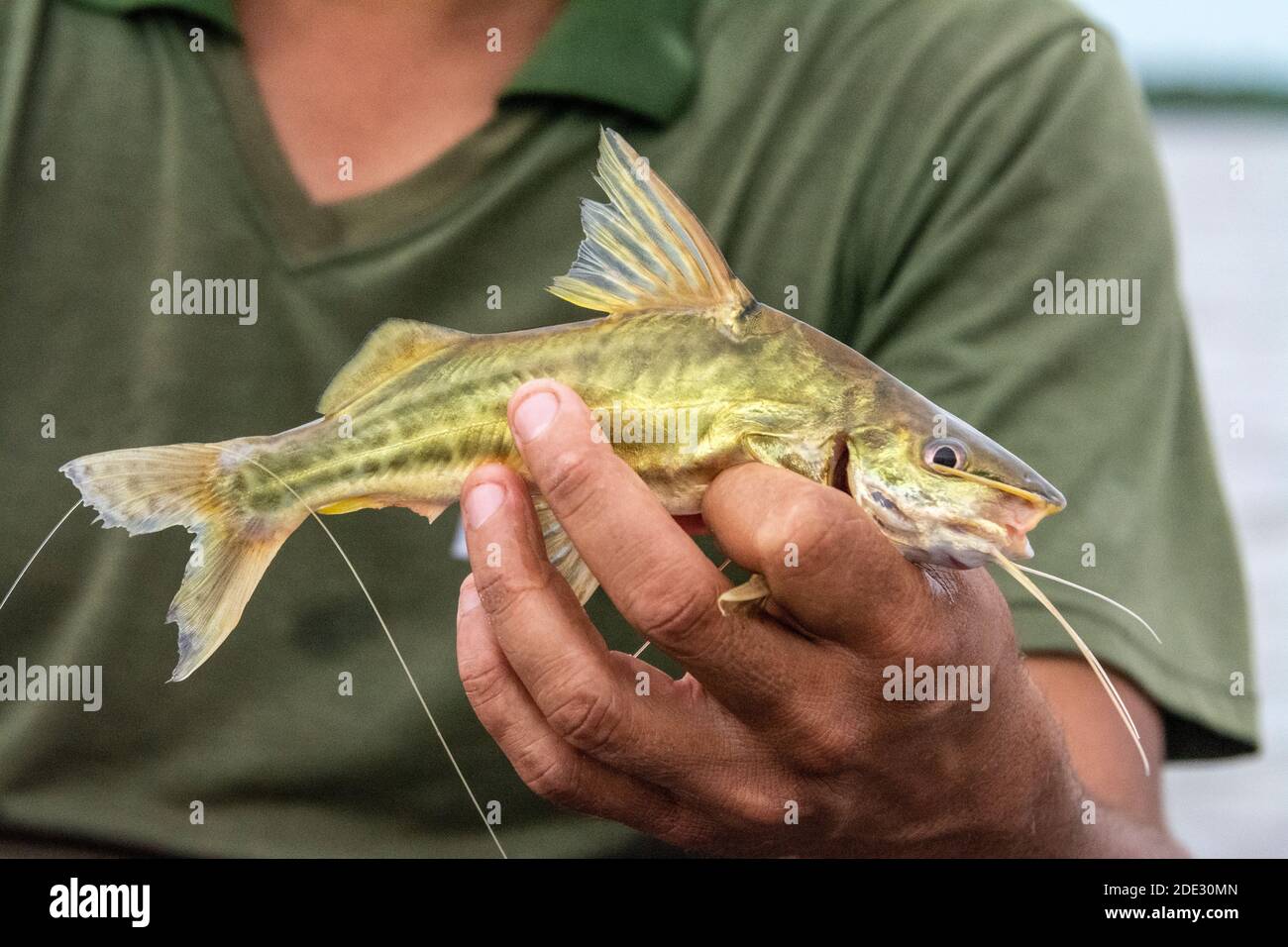 A Brazilian angler hooked a Long-whiskered catfish with his cane stick,  used as a fishing rod and a piece of wire with an attached hook in his  boat. F Stock Photo 