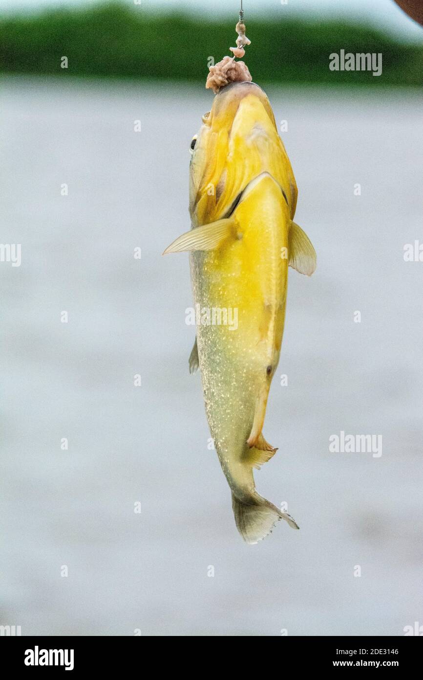 A Yellow belly Piranha is caught hanging onto a piece of fresh beef