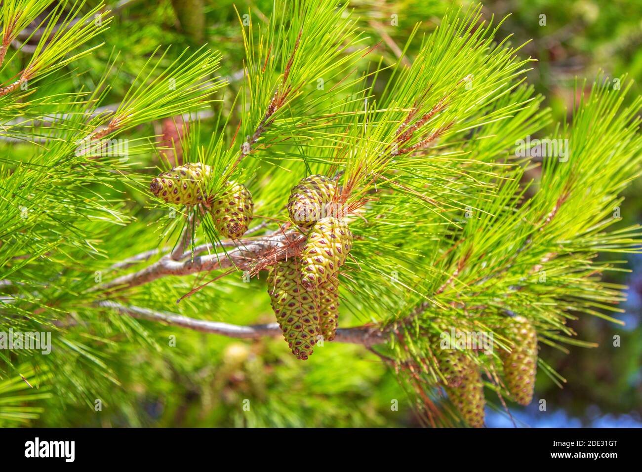 Pine tree branch with corns nature background. Summer forest details Stock Photo