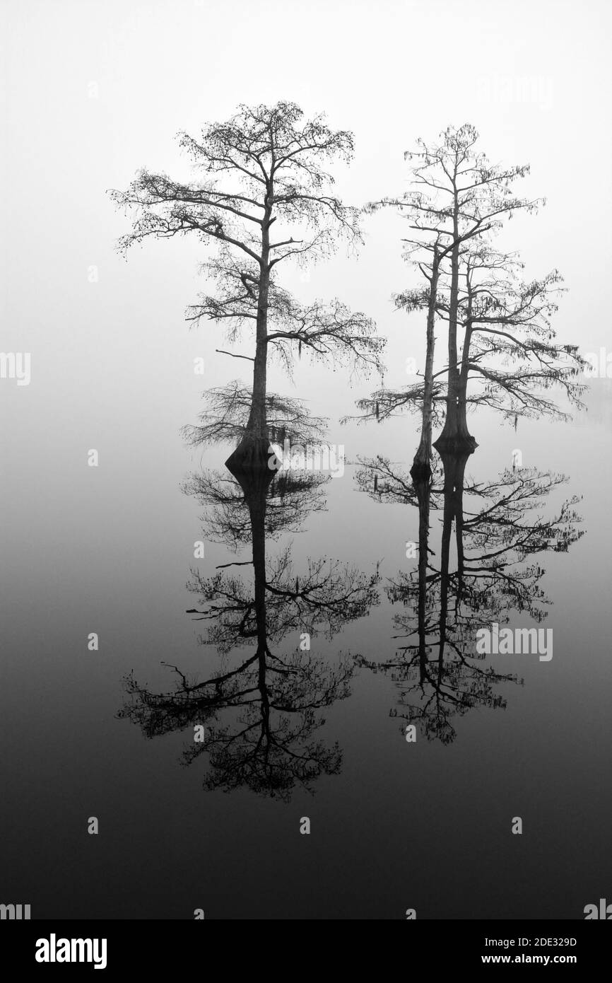 Cypress trees reflect in a calm Perquimans River and silhouetted against a morning fog in Hertford, North Carolina Stock Photo