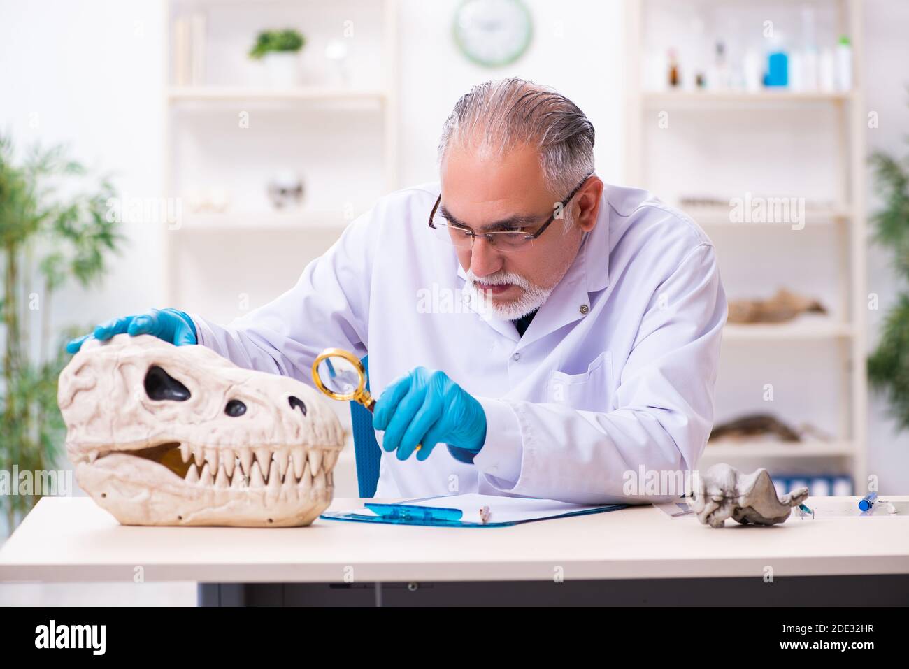 Old male paleontologist working in the lab Stock Photo Alamy
